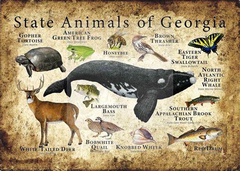 Georgia Wildlife
