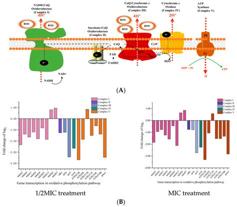 D-Limonene Inhibits Pichia kluyveri Y-11519 in Sichuan Pickles by ...
