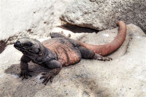 Image result for Computer Monitor Lizard