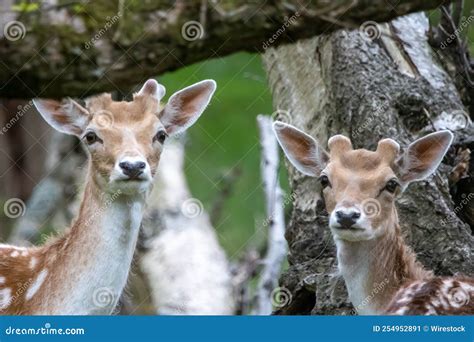 Closeup Shot of a Group of Deer Stock Image - Image of natural, grass ...