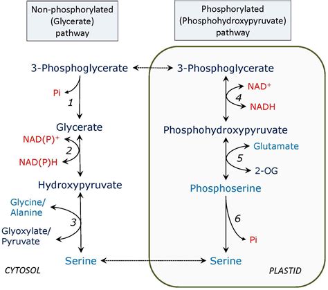 Frontiers | The Glycerate and Phosphorylated Pathways of Serine ...