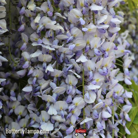 American Wisteria - Wisteria frutescens – Little Red Wagon Native Nursery