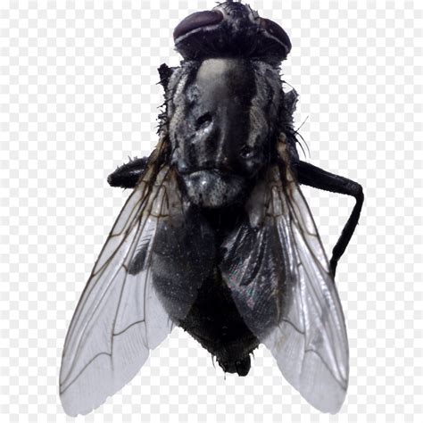 Fly Transparent Background 的图像结果