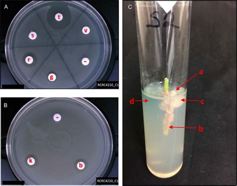 Agar Disc Diffusion Method 的图像结果