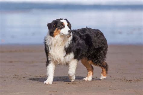 The Australian Shepherd Tail Mystery — Do They Have A Tail?