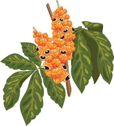 Weight Loss: Top 20 Herbs for Weight Loss | Weight Loss