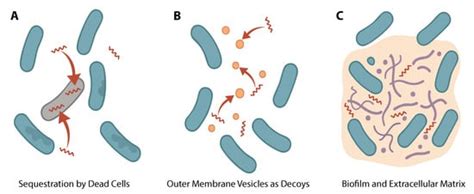 Population-Level Dynamics and Community-Mediated Resistance to ...