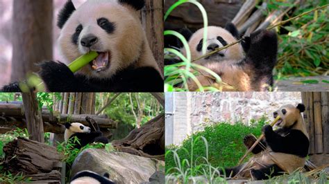 大熊猫吃竹子高清图片下载-正版图片503708695-摄图网