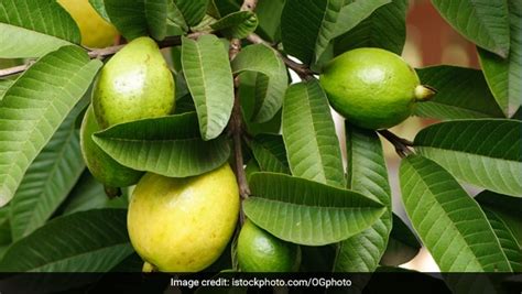 Nutrients Rich Food: औषधीय गुणों से भरपूर है अमरूद, जानें ये चार अद्भुत ...