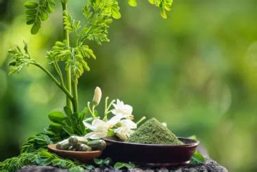 Amazing Moringa Leaves Benefits You Need to Know | PharmEasy