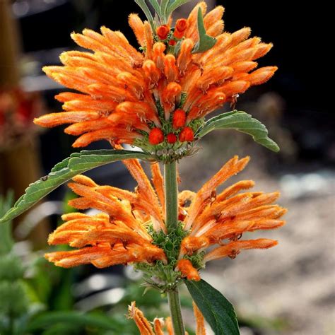 Lion's Tail | Plants Express