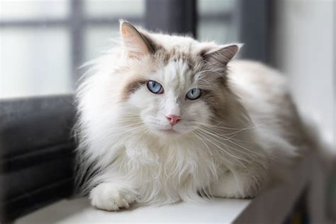 17 Cute Long-Haired Cat Breeds | Cats with Long Hair
