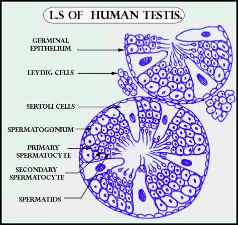 Image result for Testes Structure Class 12