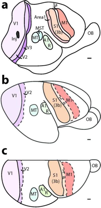 Neocortex 的图像结果