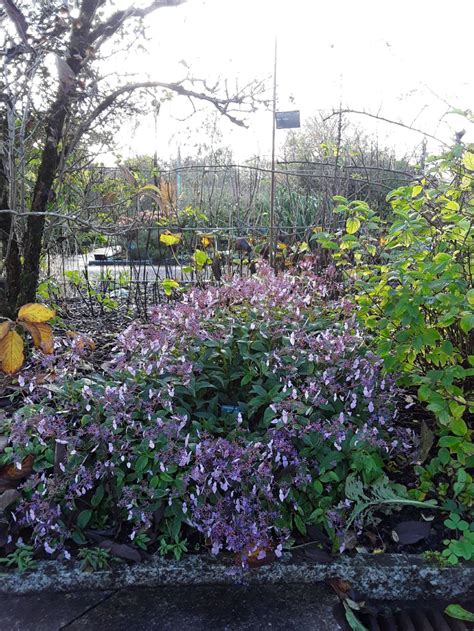 Cardiandra formosana 'Crûg's Abundant' | National Botanic Garden of ...