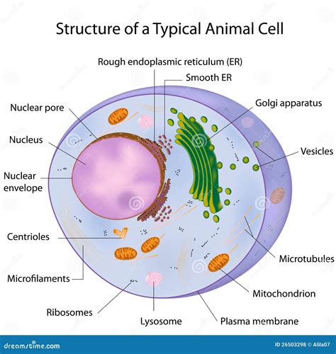 Eukaryotic Animal Cell Labeled