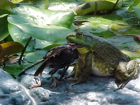 Image result for Toad Eating a Bullfrog