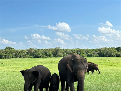 ADVENTURE JEEP SAFARI SIGIRIYA - All You Need to Know BEFORE You Go ...