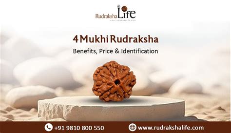 1 Mukhi Rudraksha: Meaning, Benefits, Price & Identification ...