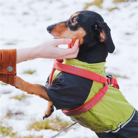 Understanding Pet Behaviour: Insights into Feline and Canine Actions - Daisy and the Fox