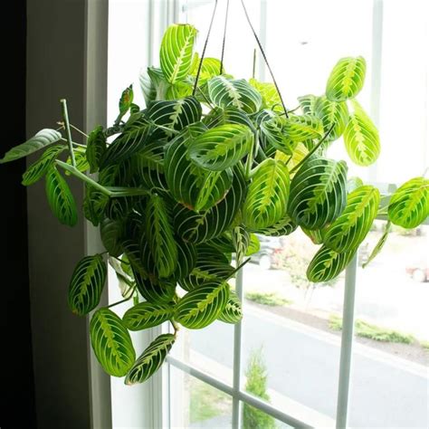 The Prayer Plant Is an Easy-to-Care-for Unique Houseplant