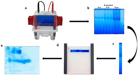 Two-Dimensional Blue Native/SDS Polyacrylamide Gel Electrophoresis for ...