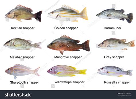 Types Of Ocean Fish