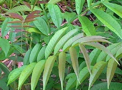 Image result for Sungkai Tree West Java