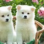 Image result for Cute Baby Puppies