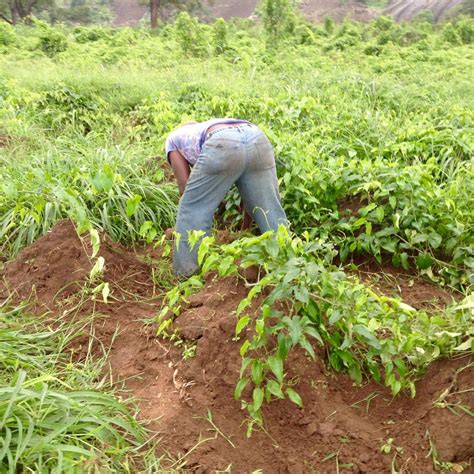 How To Plant Yam: A Simple Guide For A Successful Harvest