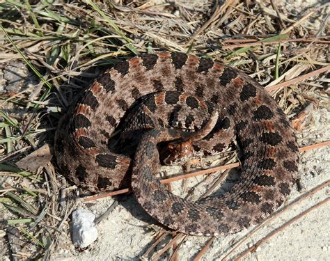 Carolina Pygmy Rattlesnake. Pender County, November 2021. : r/ncnature