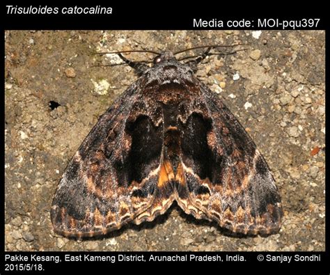 Trisuloides catocalina | Moths
