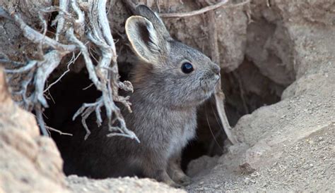 Pygmy Rabbit Facts 的图像结果