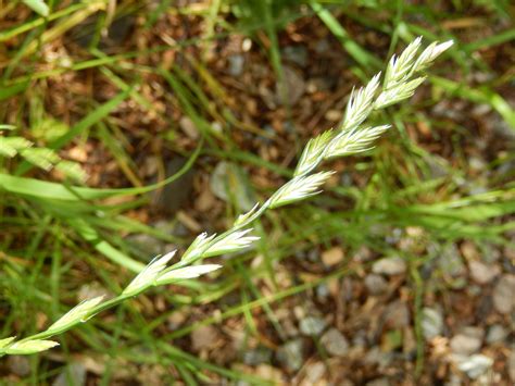 ryegrass - Bing images