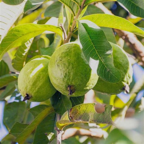 Guvava – Lovely nursery