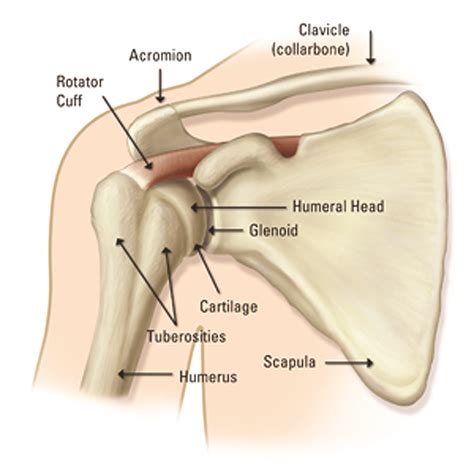 Torn Rotator Cuff Symptoms and the Treatment