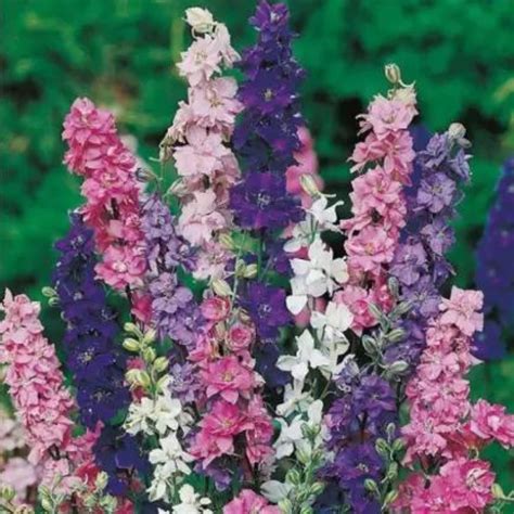 Buy Larkspur Mixed Open Pollinated Seeds Pack of 40 Seeds – Plant Orbit