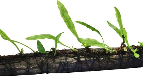 Image result for How to Trim a Java Fern