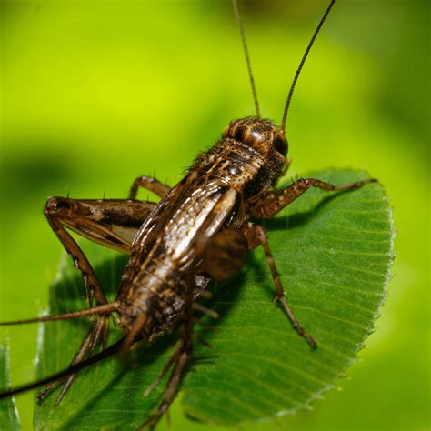 Are Crickets Harmful To Humans at Alica Martel blog