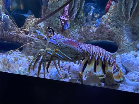 Shrimp anatomy and dissection. They's bugs. : r/ShrimpsIsBugs