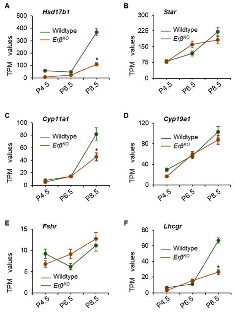 ERβ Regulation of Indian Hedgehog Expression in the First Wave of ...