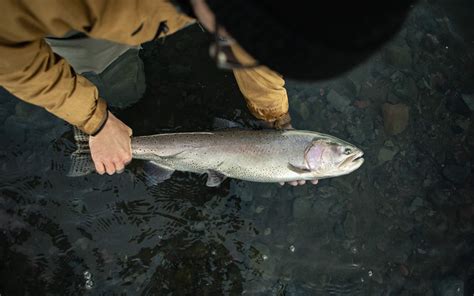 Lahontan Cutthroat Trout – Western Native Trout Initiative