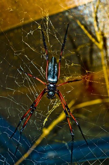 Image result for Spider Web Distroy