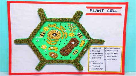 Cell Model Project Examples 的图像结果