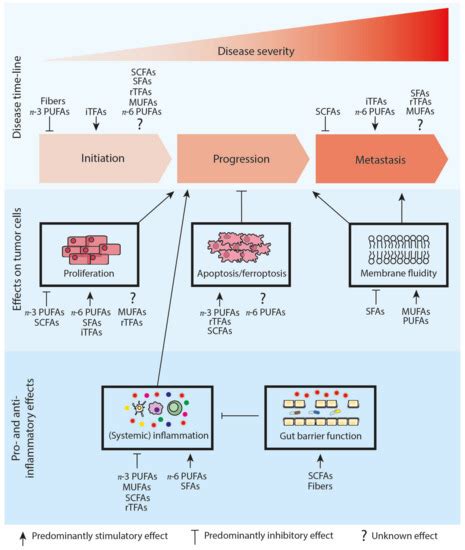 The Modulatory Effects of Fatty Acids on Cancer Progression