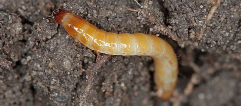 Click beetles - Biocontrol, Damage and Life Cycle