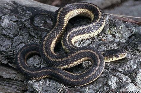 Image result for A Snake Using a Computer