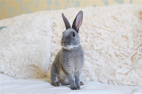 Grey Mini Rex Rabbits