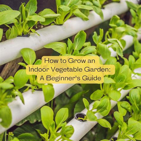 How to Grow an Indoor Vegetable Garden: A Beginner's Guide