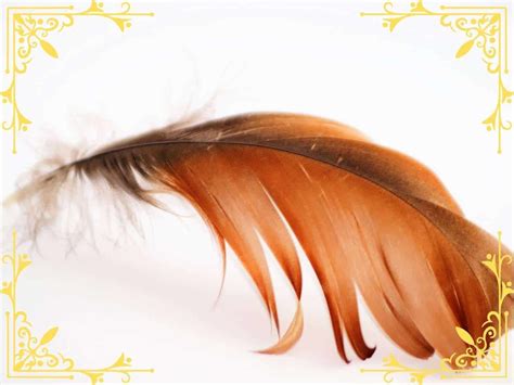 10 Meanings of Finding Brown Feathers (Spiritual & Biblical) - What ...